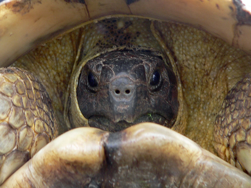 Tartaruga da identificare (Testudo marginata)